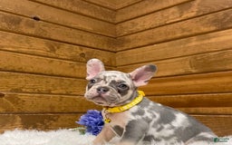 French Bulldog dogs for sale: Jax - Image 2