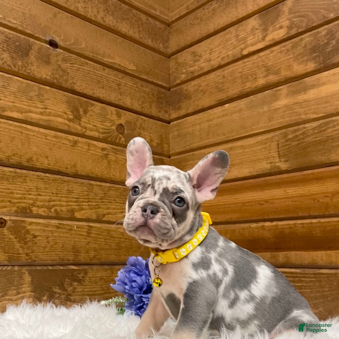 French Bulldog dogs for sale: Jax - Image 2