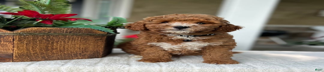 Mocha