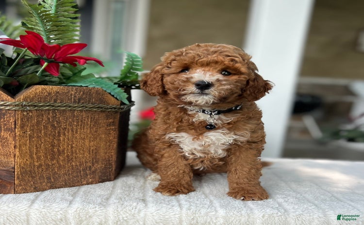 Mini Goldendoodle dogs for sale - Ad 3