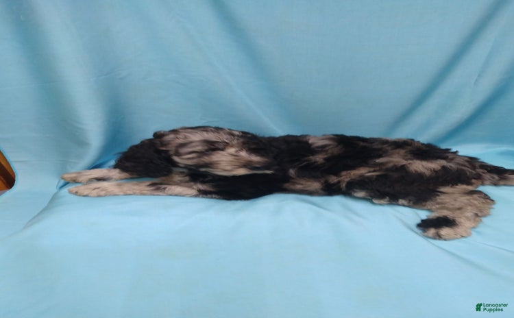 Goldendoodle dogs for sale - Ad 1