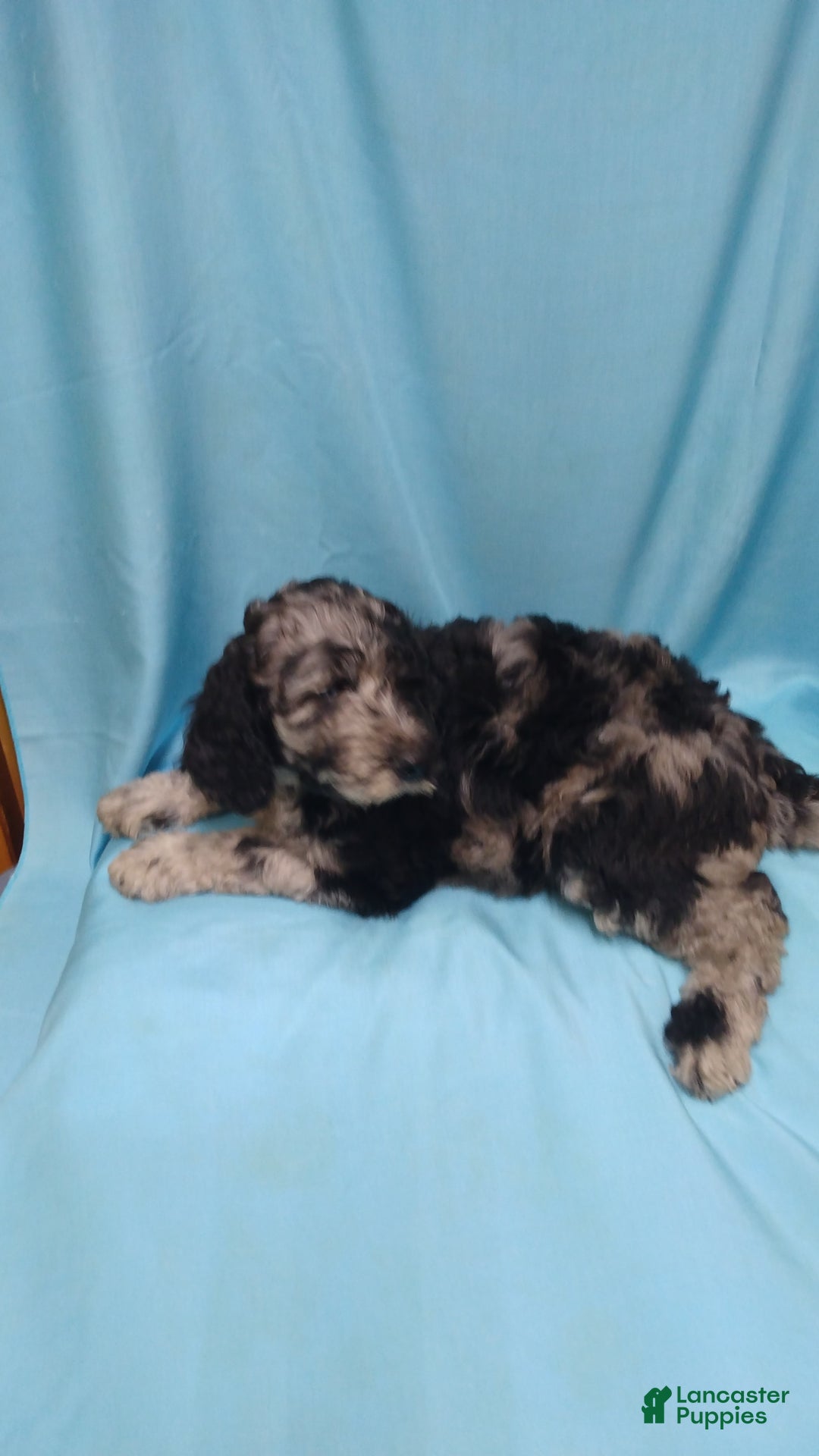 Goldendoodle dogs for sale: Toby - Image 1