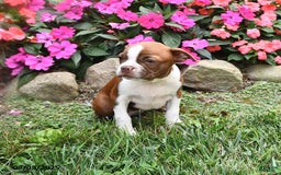 Boston Terrier dogs for sale: Faith - Image 6