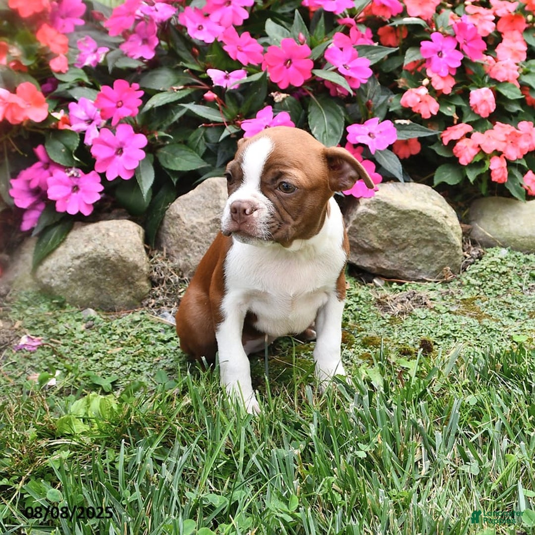 Boston Terrier dogs for sale: Faith - Image 6