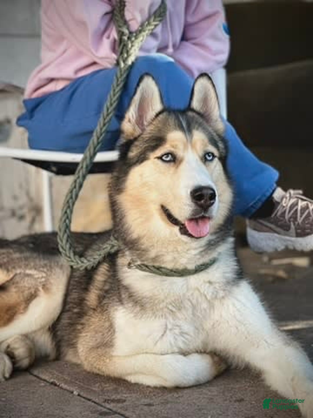 Alaskan Malamute dogs for sale: Sanji - Image 18