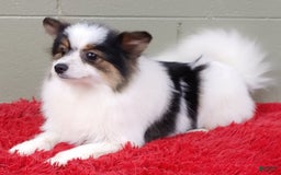 Pomeranian dogs for sale: Topper - Image 2