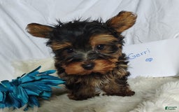 Yorkshire Terrier dogs for sale: Gerri - Image 6