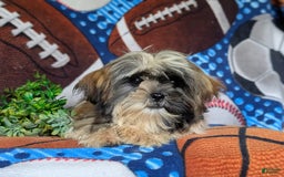 Shih Tzu dogs for sale: Dale - Image 9