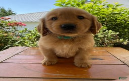 Golden Retriever dogs for sale: Lexi - Image 5