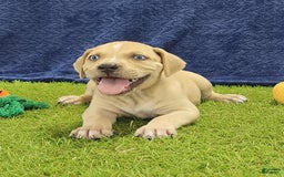 Catahoula Leopard Dog dogs for sale: Tess 2025 Male 1 - Image 1