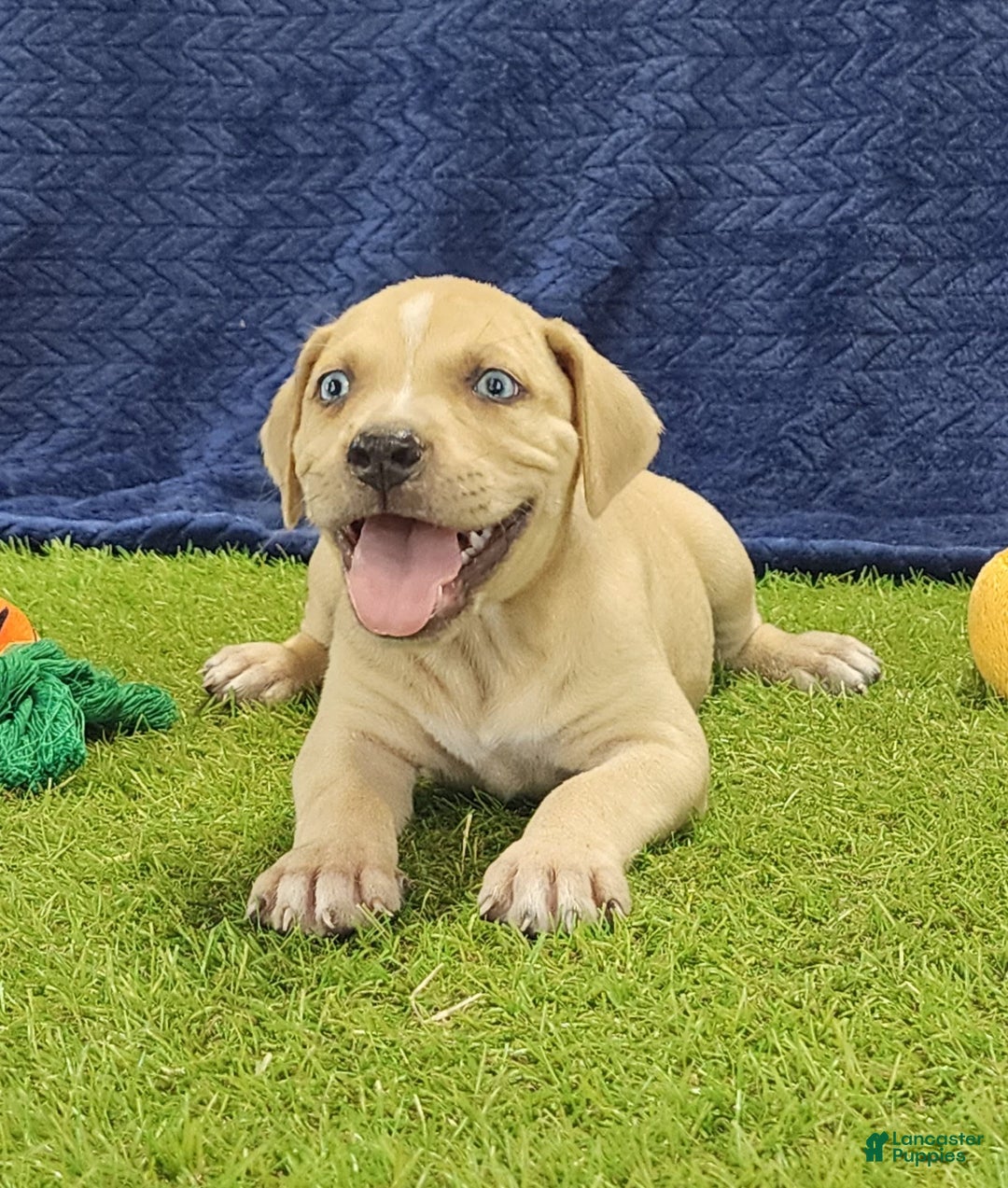 Catahoula Leopard Dog dogs for sale: Tess 2025 Male 1 - Image 1