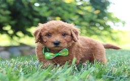 Mini Goldendoodle dogs for sale: Fletcher - Image 1