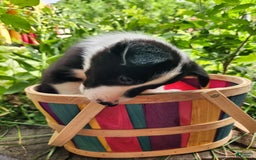 Border Collie dogs for sale: Spartan - Image 1