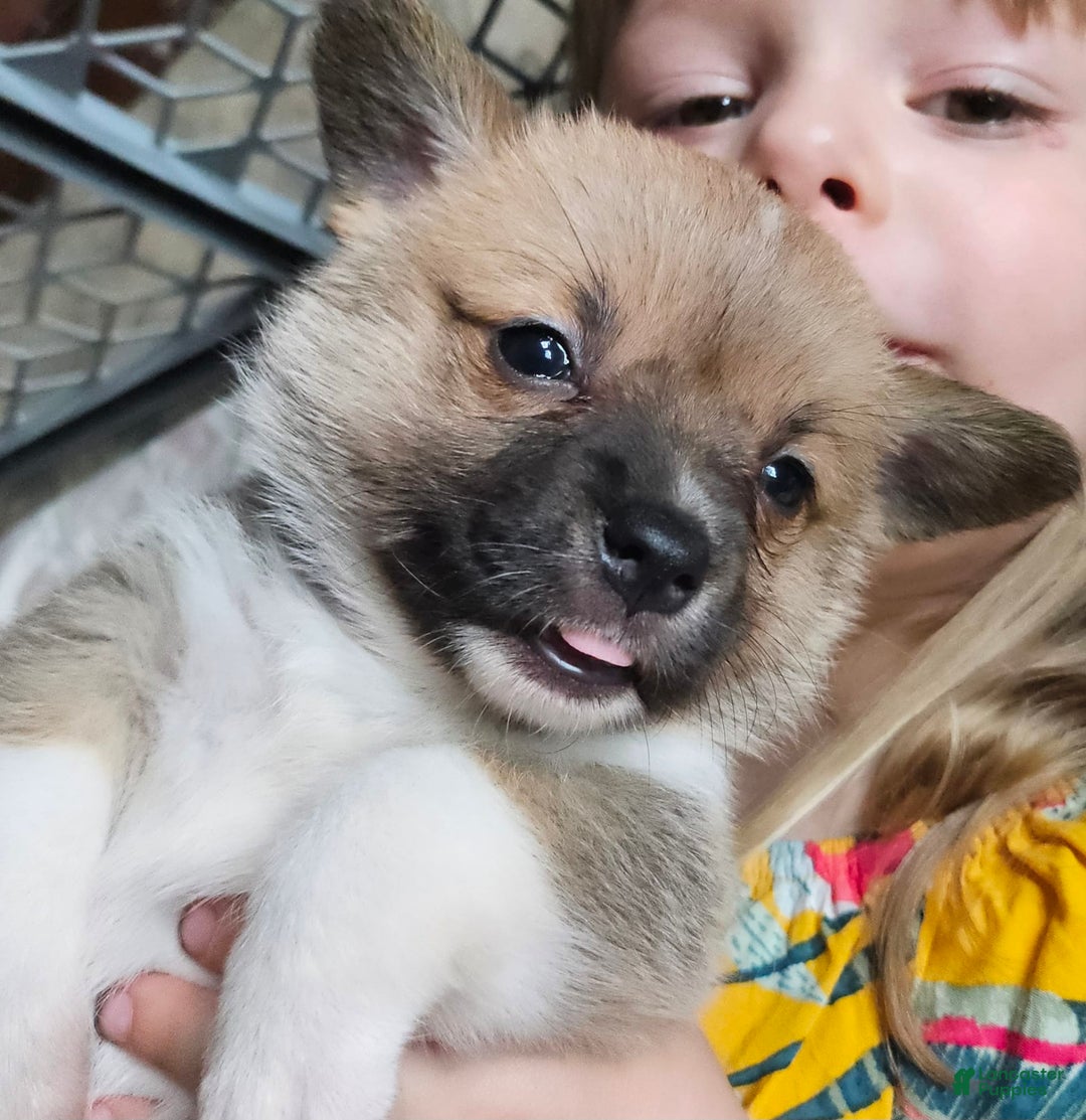 Welsh Corgi Pembroke dogs for sale: Purple - Image 1