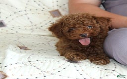 Toy Poodle dogs for sale: Eleanor - Image 11