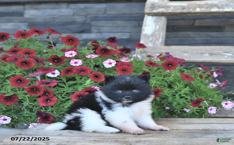 Pomeranian dogs for sale - Ad 2