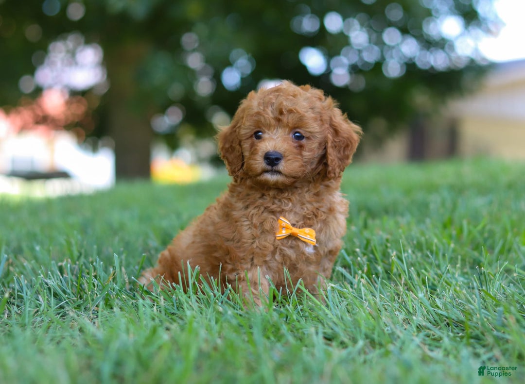 Cavapoo dogs for sale: Cavapoo 5 puppies - Image 26