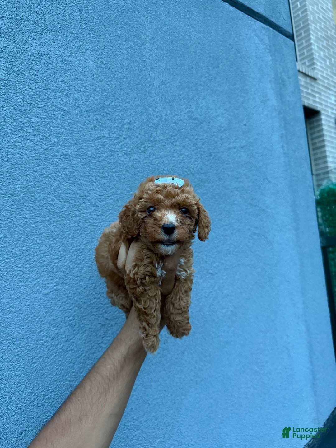 Toy Poodle dogs for sale: Bella - Image 1