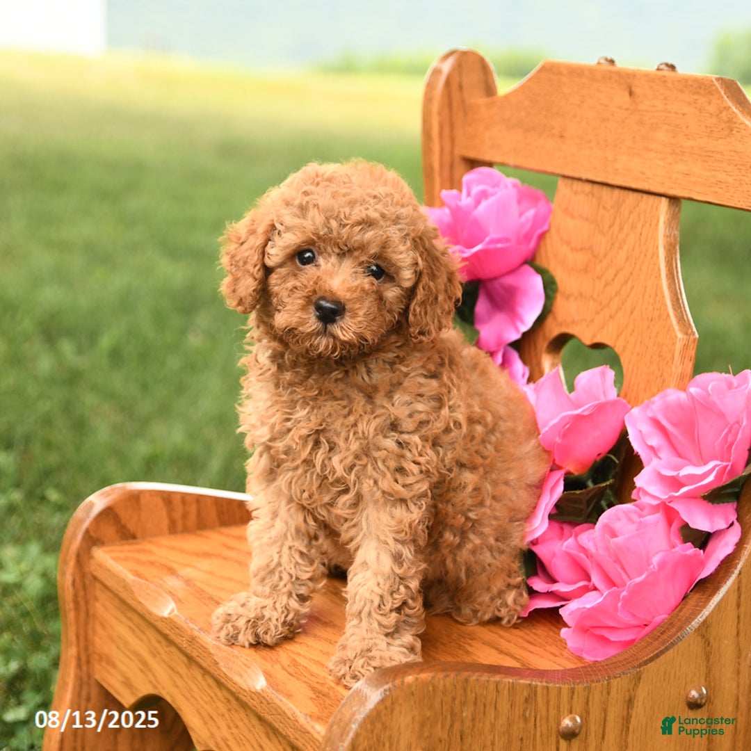 Miniature Poodle dogs for sale: Prince - Image 3