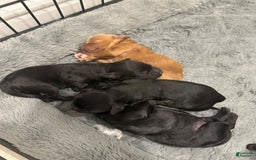 Mini Goldendoodle dogs for sale: Males Litter 2 - Image 1