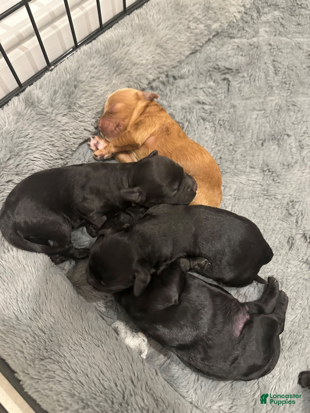 Mini Goldendoodle dogs for sale: Males Litter 2 - Image 1