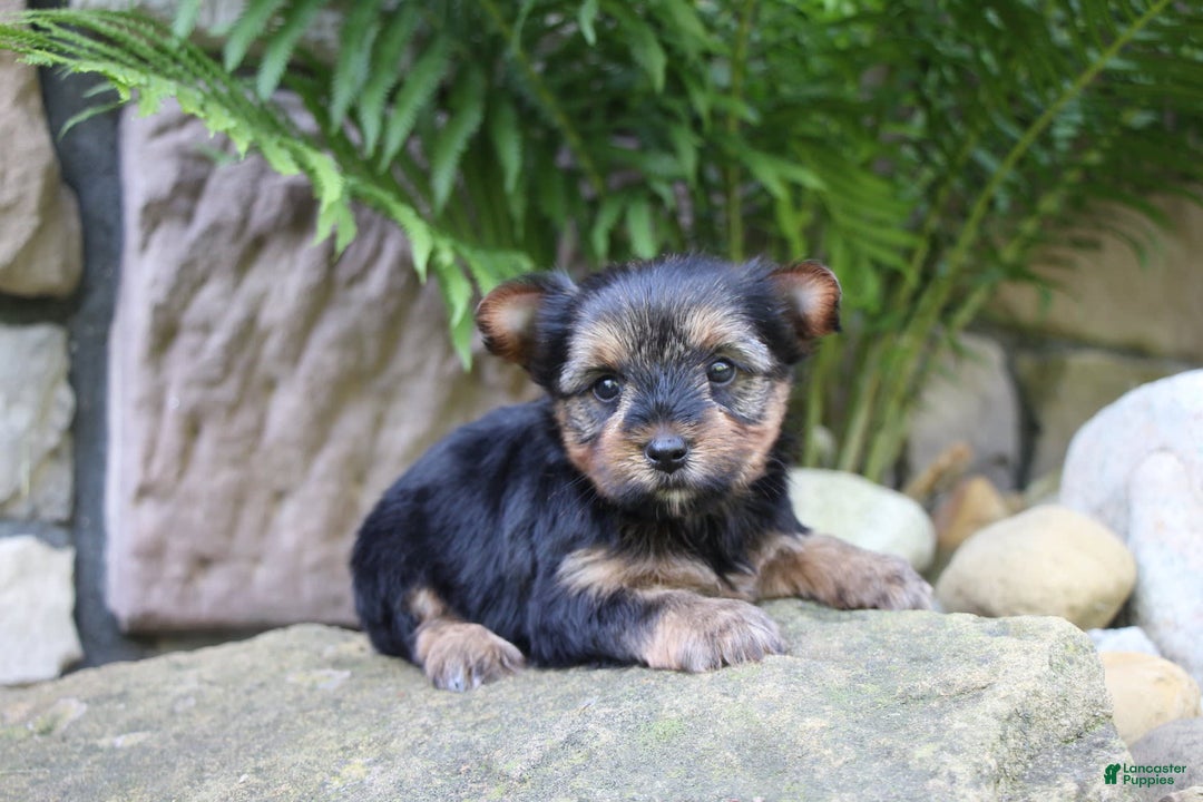 Yorkshire Terrier dogs for sale: Monica - Image 4