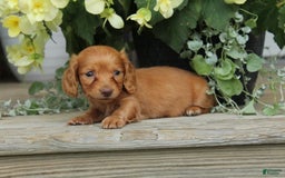 Miniature Dachshund dogs for sale: Sammy - Image 6
