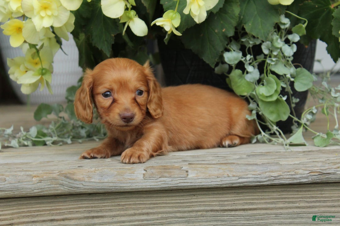 Miniature Dachshund dogs for sale: Sammy - Image 6