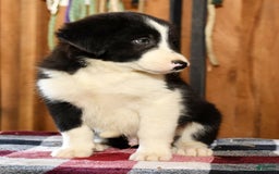 Border Collie dogs for sale: Lars - Image 4