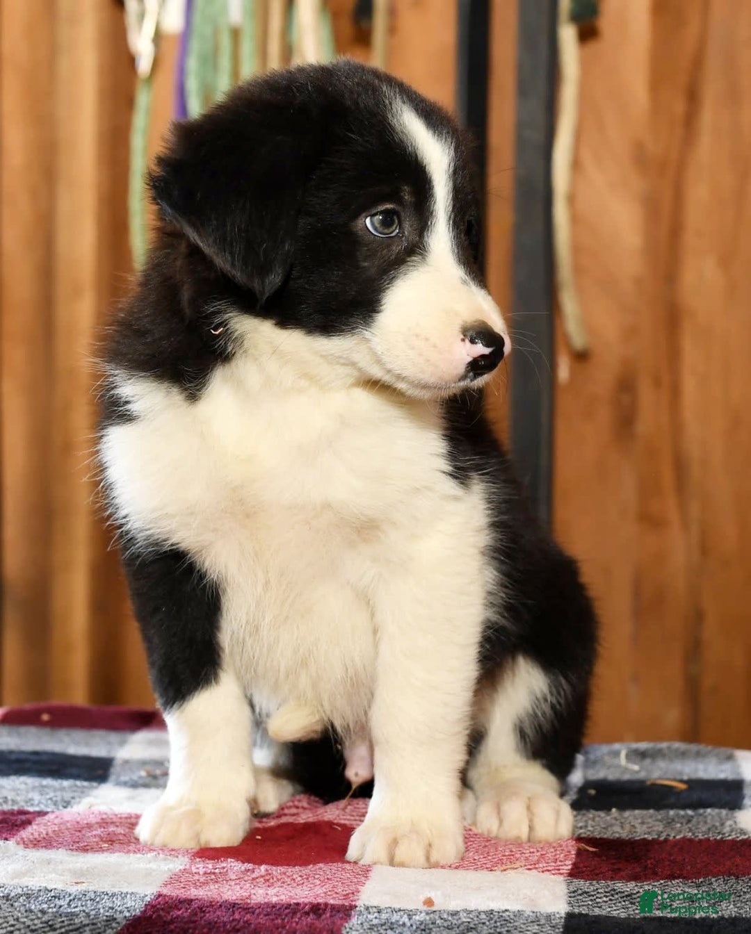 Border Collie dogs for sale: Lars - Image 4