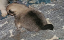 Pomeranian dogs for sale: Little Bit - Image 1
