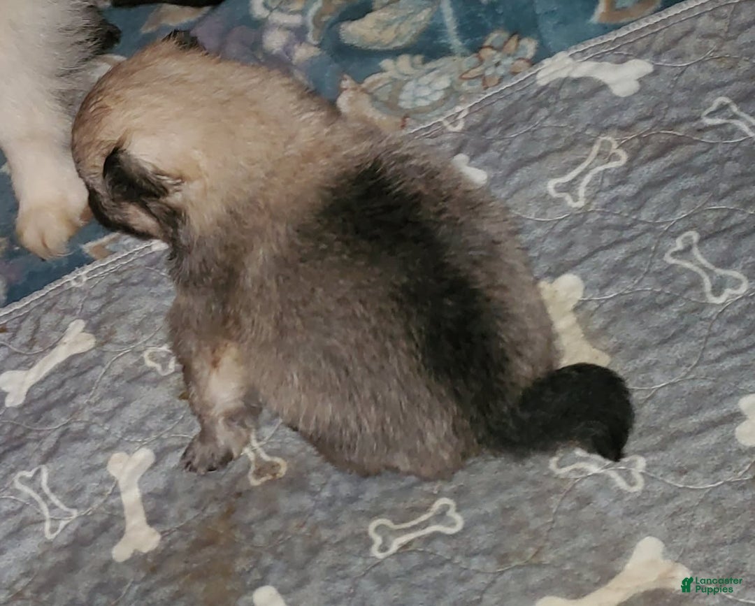 Pomeranian dogs for sale: Little Bit - Image 1