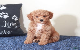 Mini Goldendoodle dogs for sale: Sasha - Image 5