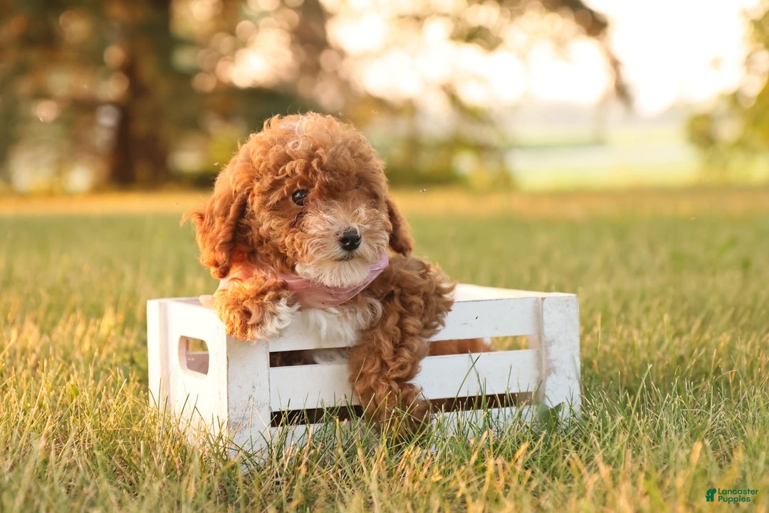 Toy Poodle dogs for sale: Skittles - Image 4