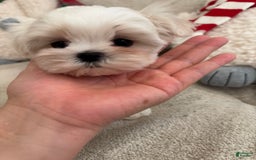 Maltipoo dogs for sale: Cherry - Image 3