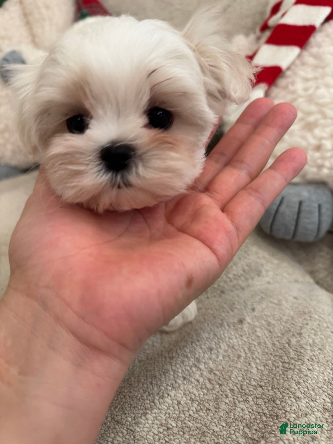 Maltipoo dogs for sale: Cherry - Image 3