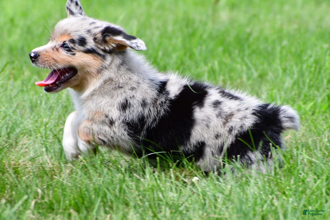 Australian Shepherd dogs for sale: Bella - Image 2