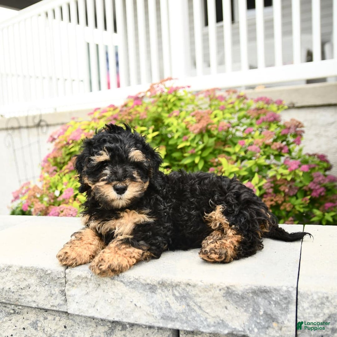 Miniature Poodle dogs for sale: Oscar - Image 9