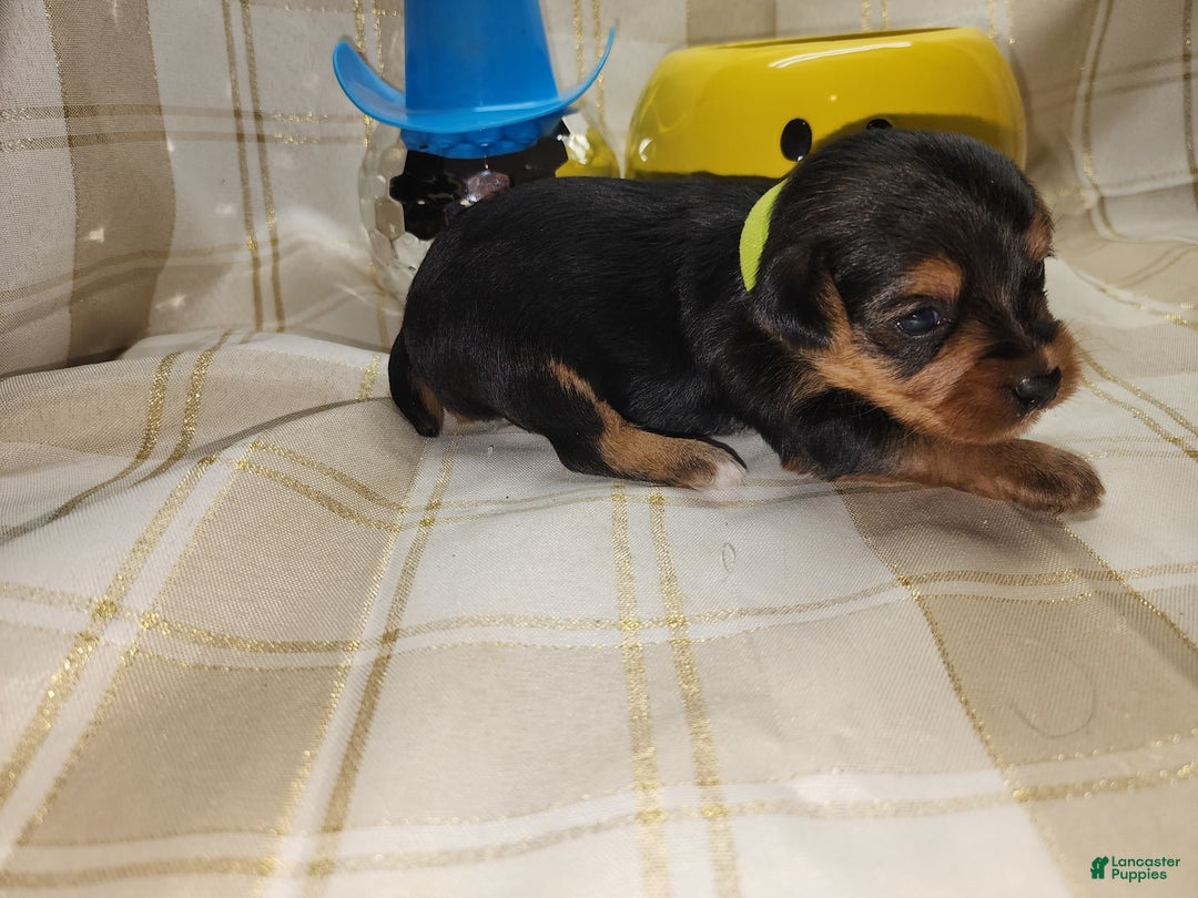 Yorkshire Terrier dogs for sale: Odie - Image 3