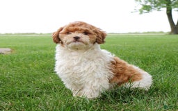 Shihpoo dogs for sale: Amy - Image 3