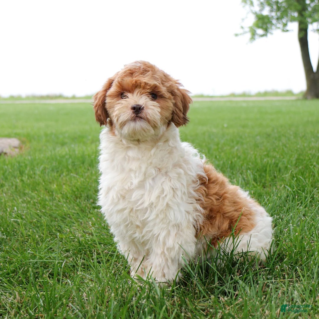 Shihpoo dogs for sale: Amy - Image 3