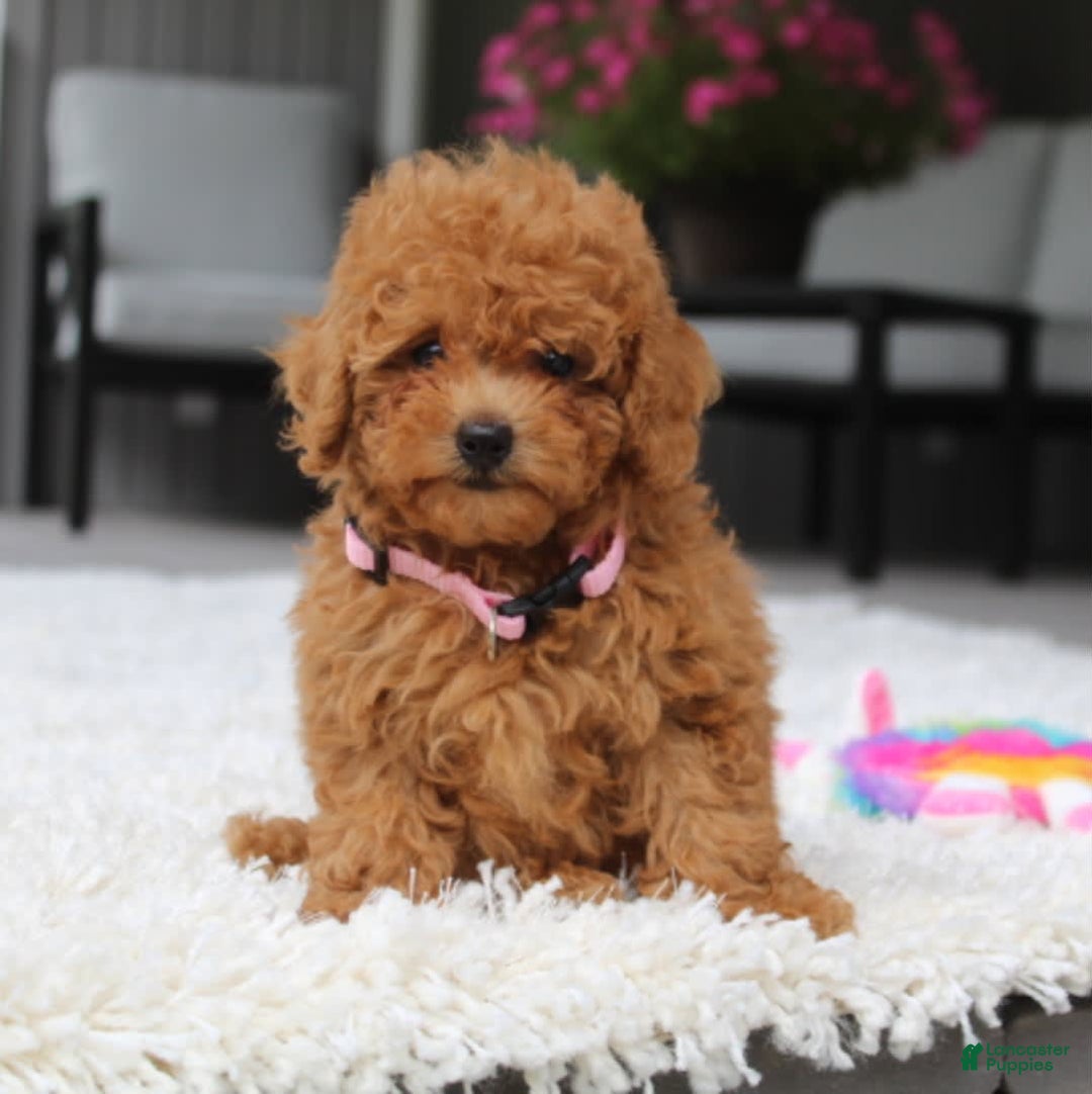 Miniature Poodle dogs for sale: Nala - Image 4