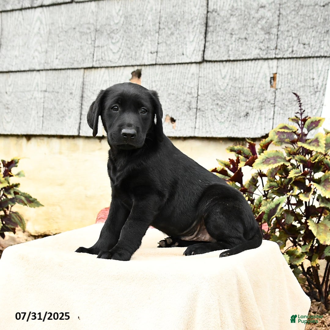 Labrador Retriever dogs for sale: Maverick - Image 3