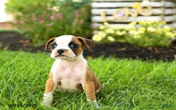 Boxer dogs for sale: Emerald - Image 4