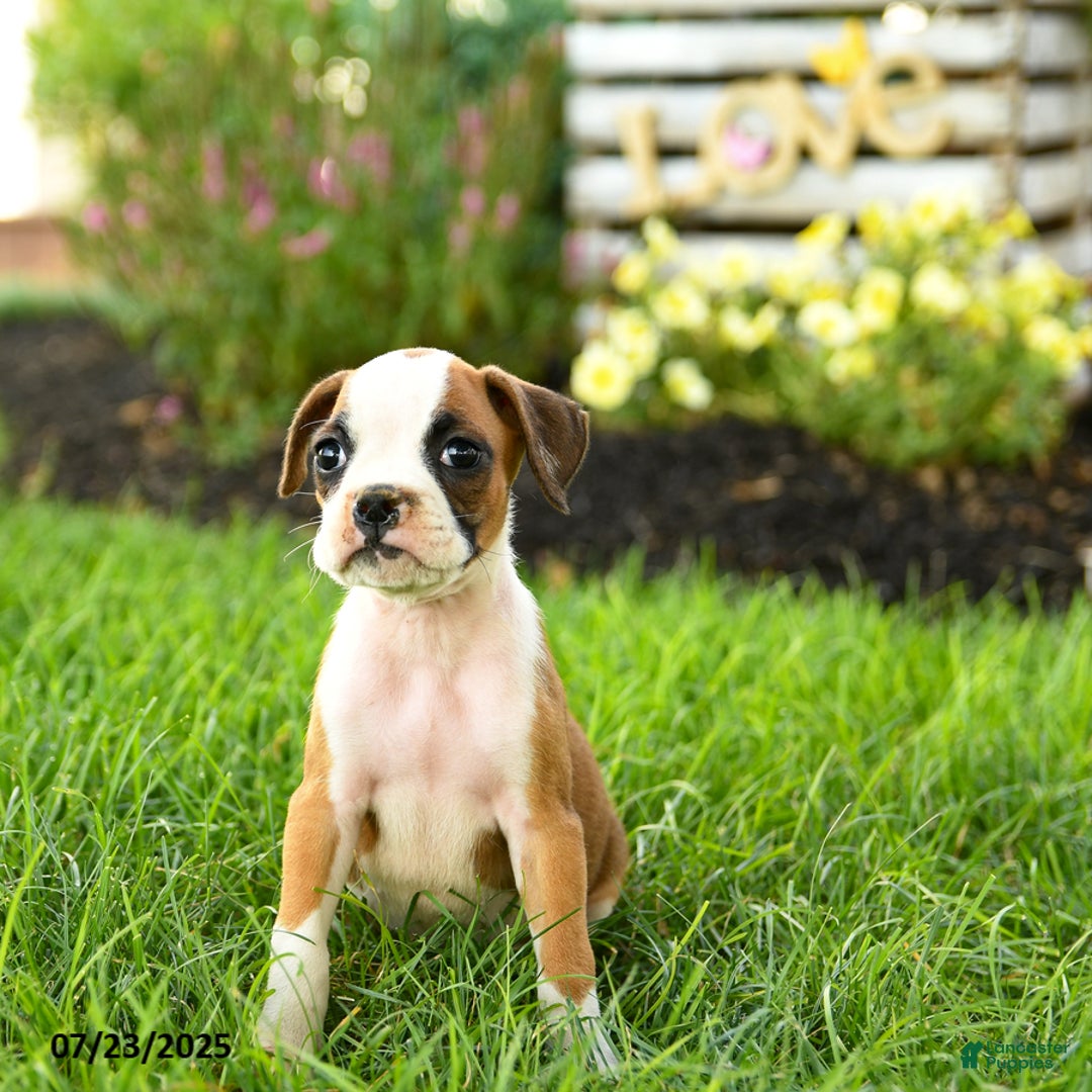 Boxer dogs for sale: Emerald - Image 4