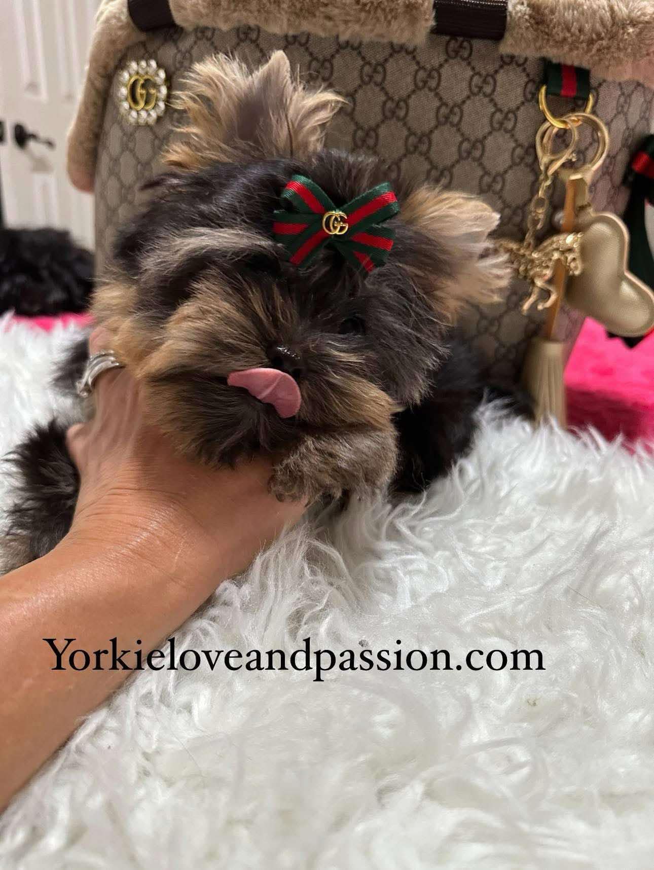 Yorkshire Terrier dogs for sale: Yorkshire Terrier 5 puppies - Image 34