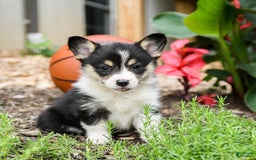 Welsh Corgi Pembroke dogs for sale: Coffee - Image 5
