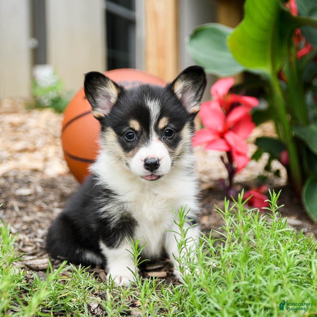 Welsh Corgi Pembroke dogs for sale: Coffee - Image 5