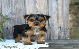 Yorkshire Terrier dogs for sale: London - Image 9