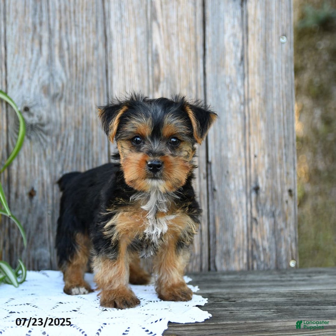 Yorkshire Terrier dogs for sale: London - Image 9